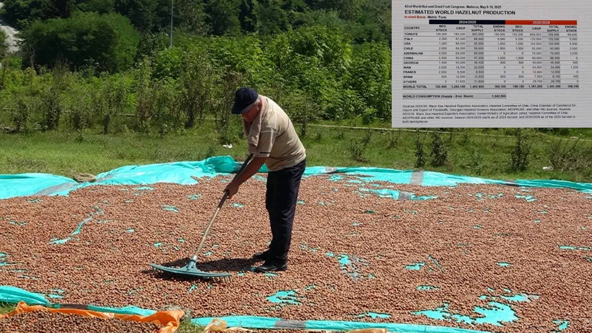 Fındıkta kara haber! Türkiye'nin üretiminde dev kayıp: INC'den şoke eden tahmin