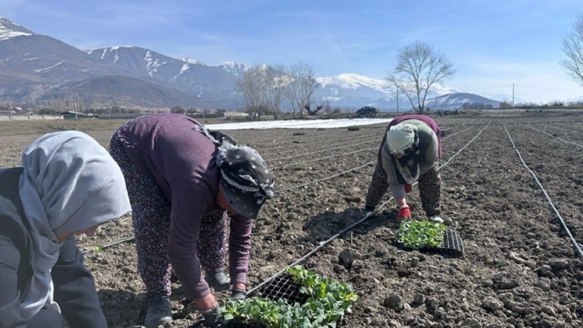 ‘Kertah’ olarak biliniyor, en lezzetlisi Erzincan Ovası’nda yetişiyor! Talep patlaması yaşıyor
