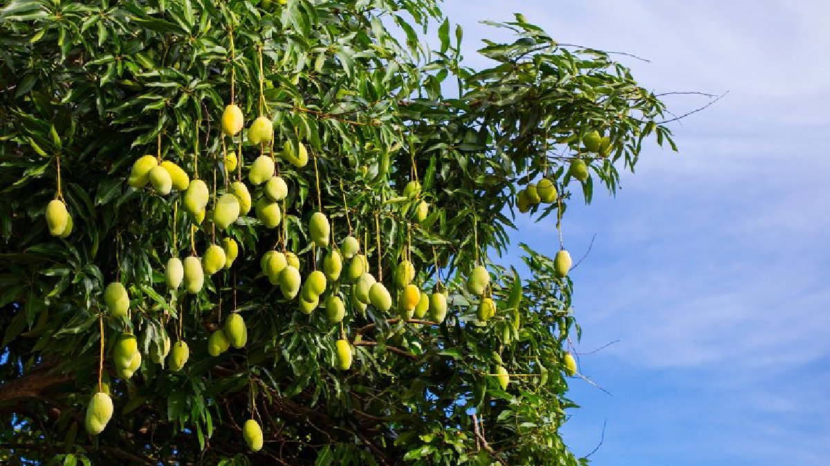 Meyvesi değil kabuğu daha yararlı çıktı!‘Meyvelerin Kralı’ olarak biliniyor, faydasını kimse bilmiyor!