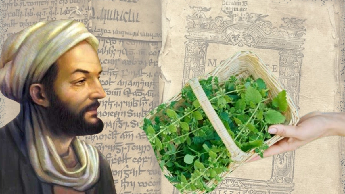 İbn-i Sina’nın asırlık sırrı ortaya çıktı! Modern tıp şaşkın: Asırlar önce önerilen bitki bilimle de onaylandı