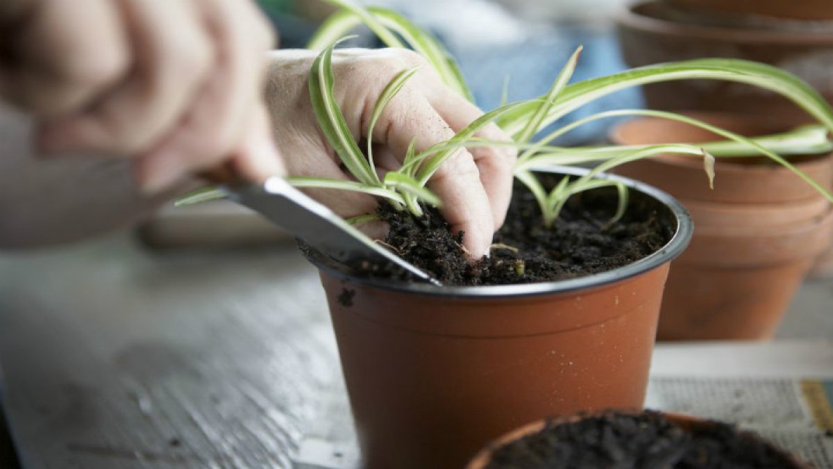Sosyal medyada gündem oldu: "Her evde bulunmalı, kansersavar, karaciğeri temizler!" Bu çiçek gerçekten mucize mi?