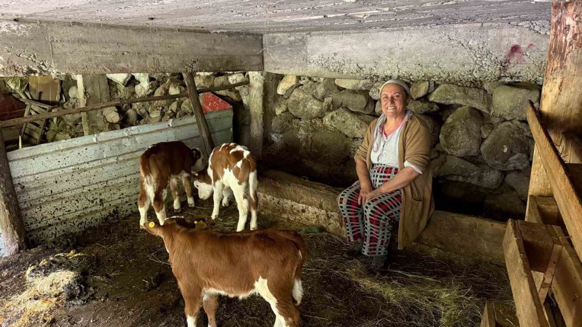 Doğuran ineği görünce şaşkına döndüler! Adeta bereket yağıyor: Her yıl üst üste...