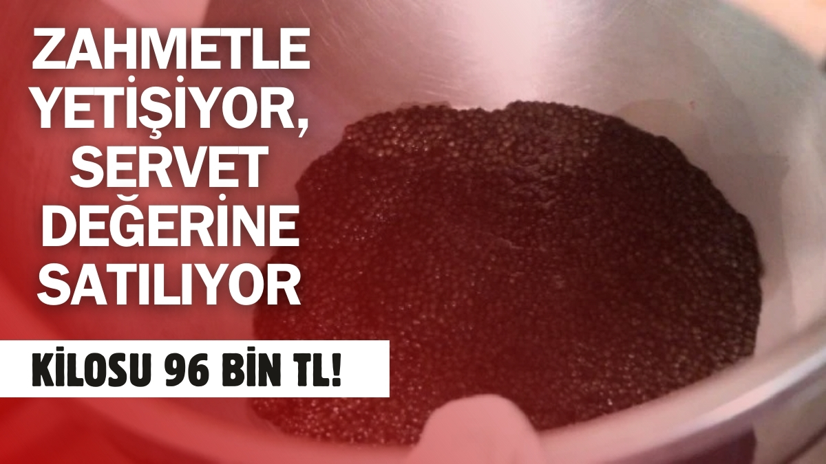 Suyun altında yetiştiriliyor, kilosu binlerce liraya satılıyor! Bu işi yapan köşeyi dönüyor: Kilosu 96 bin TL