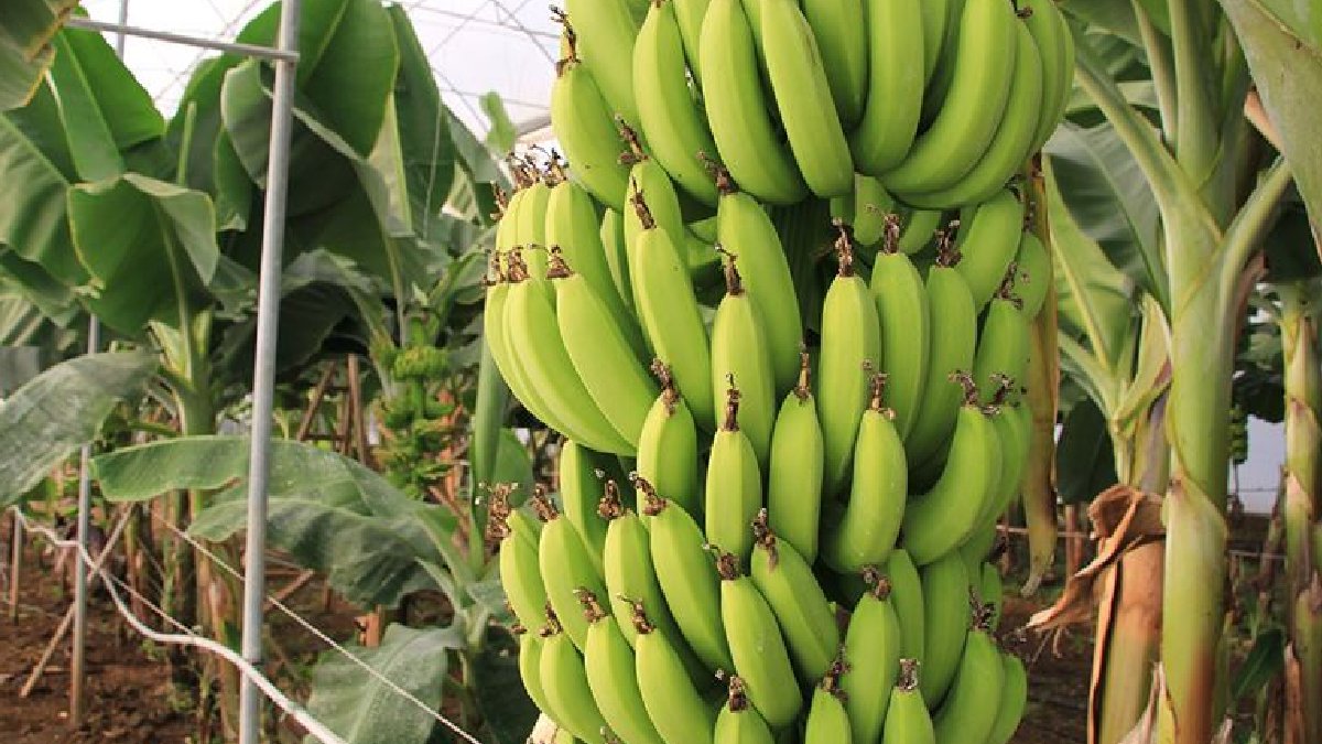 Araştırma: İklim değişikliği nedeniyle muz üretimi tehdit altında
