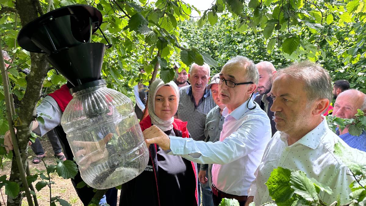 Karadeniz’de kokarca kabusu büyüyor! Tarlaların gizli düşmanına gizli önlem: 145 tanesi tek tek asıldı…