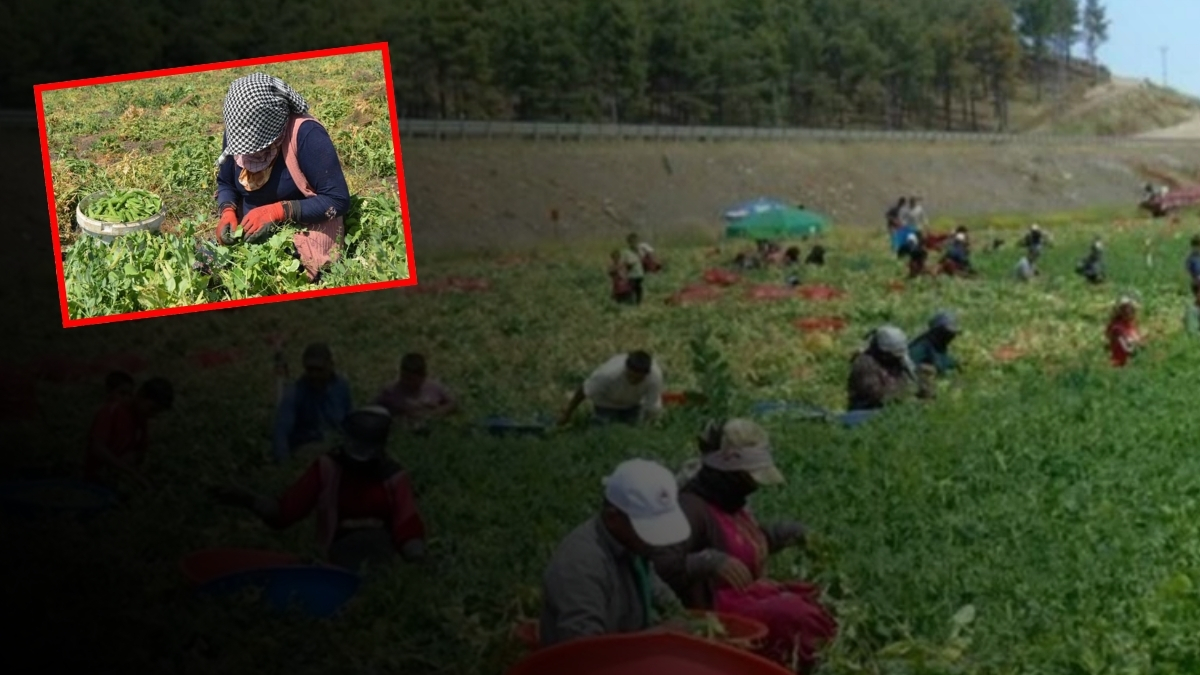 Hasat başladı, bereket yağdı! Çiftçinin yüzü bu sene gülüyor: 3 bin dekar alanda dev hasat dönemi