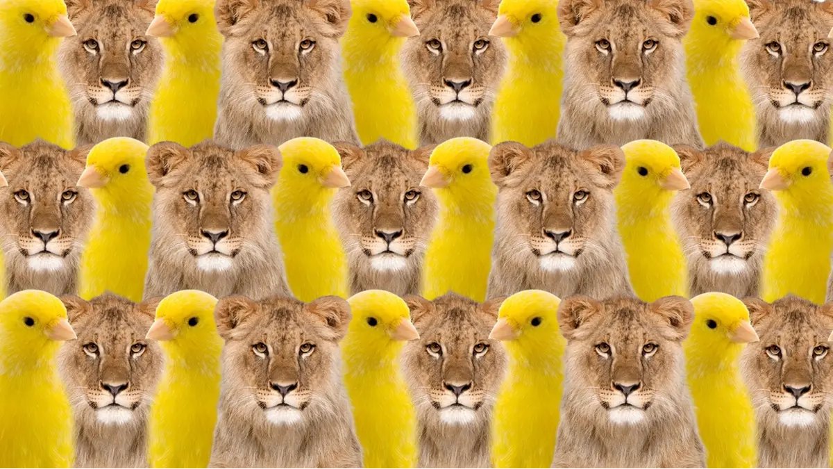 Sadece Yüksek Zekalılar Bulabiliyor: Aslan ve Kanaryalar Arasındaki Gizli Kedi Nerede?