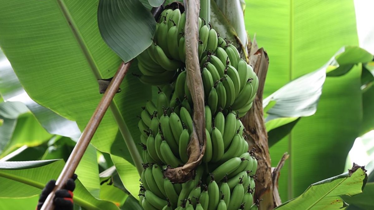 İklim krizi dünyanın en sevilen meyvesini de tehdit ediyor