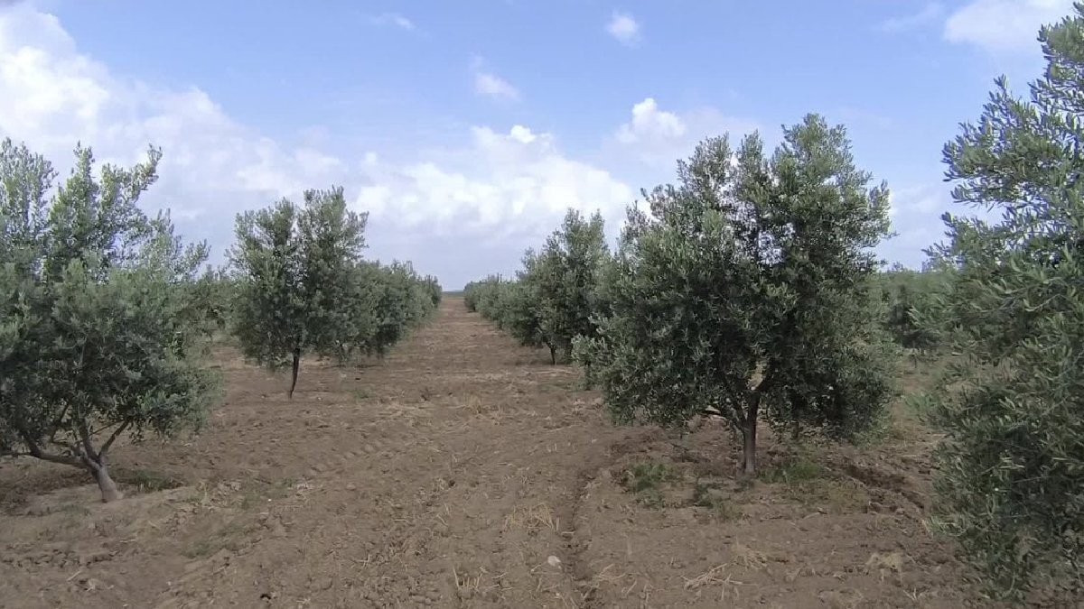 Zirai don zeytin bahçelerini de vurdu: 'Zeytinyağının kilosu 500 liradan aşağı olmayacak'