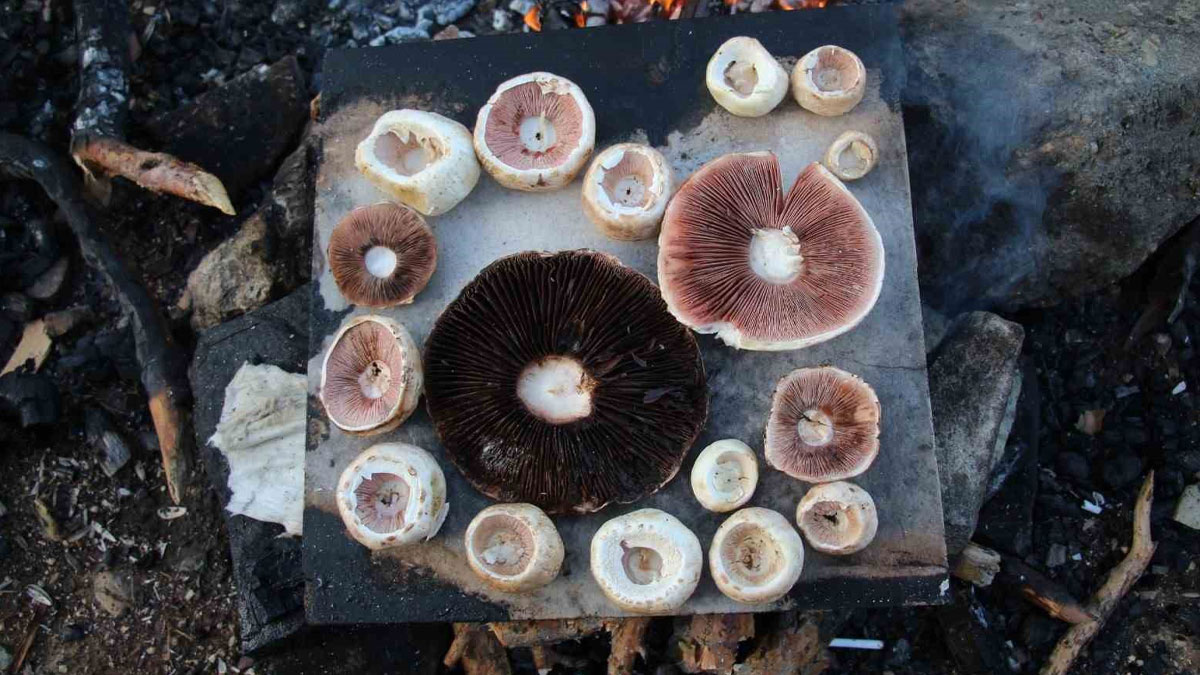 Uzman Dr. İşleyen'den 'mantar' uyarısı: Hayati organlara zarar verebilir