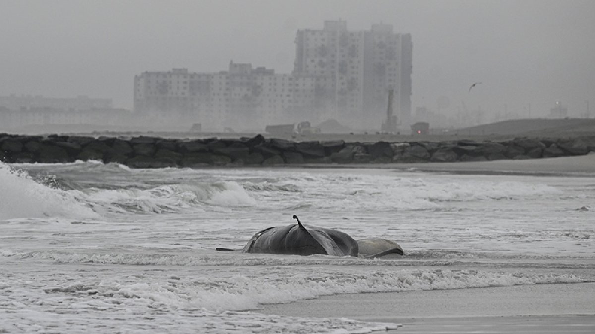 Avustralya’da ‘zehirli yosun’ alarmı: Deniz yaşamını boğuyor
