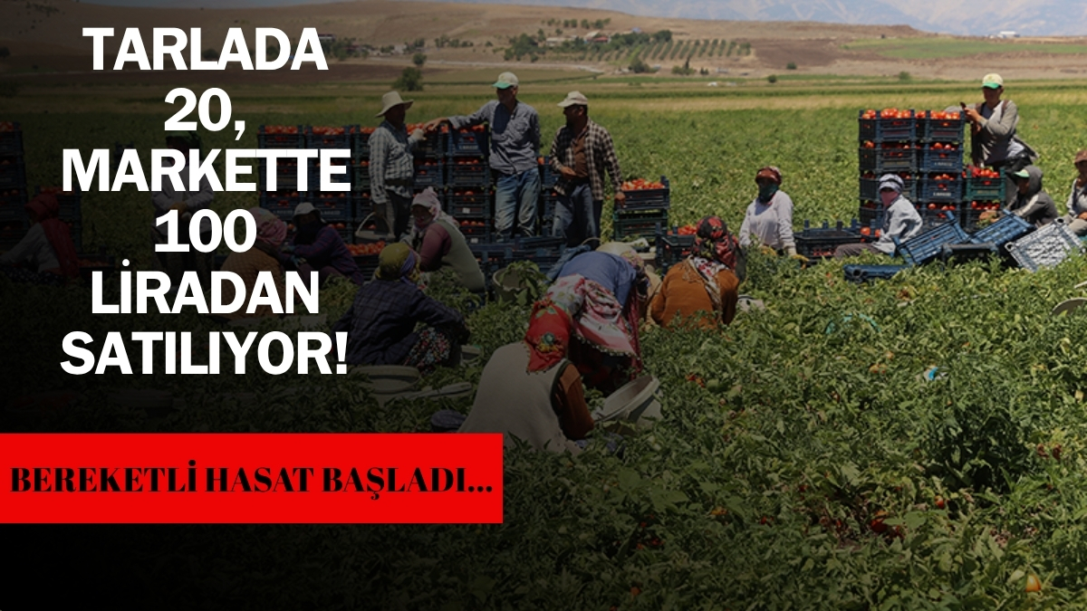 Aylardır bekleniyordu, bereketiyle geldi! Tarladan sofraya zamlanarak yerleşti: Tarlada 20 markette 100 liradan satılıyor