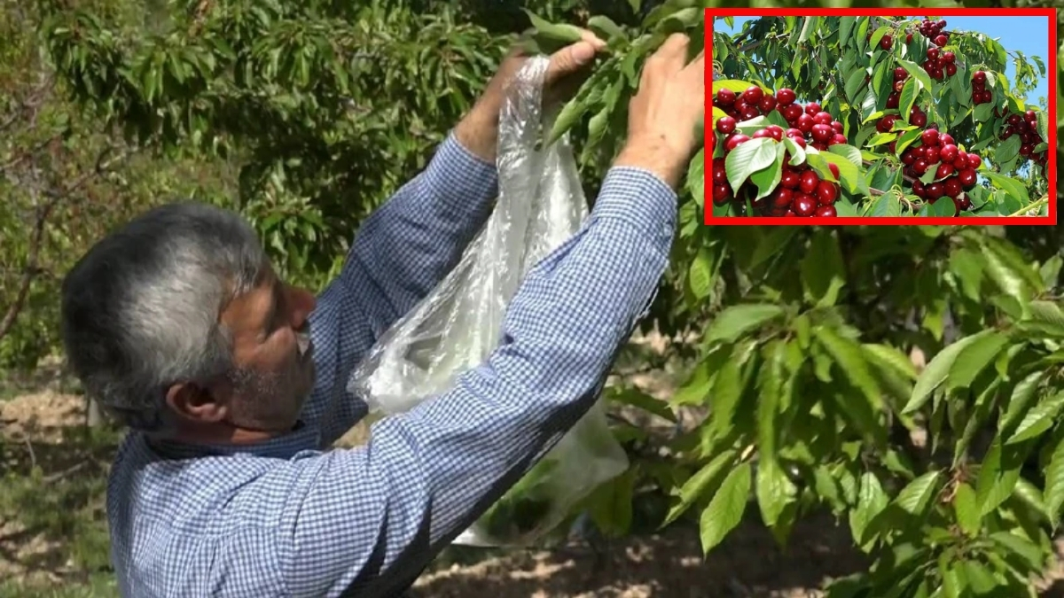 Hem meyvesi hem yaprağı tezgahlara indi! Hasat başladı, fiyat belirlendi: Kilosu 400 liradan satılıyor