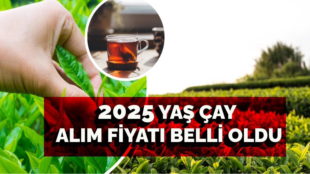 Herkes merakla bekliyordu bakanlık açıkladı: 2025 yaş çay alım fiyatları belli oldu!