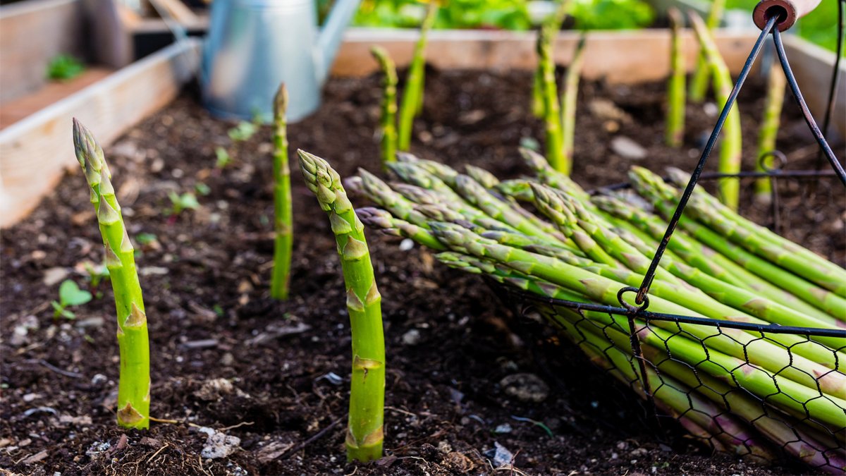 Diyetisyenlerin dilinden düşmeyen sebze: Sadece birkaç dalı bile vücudu baştan aşağı temizliyor!