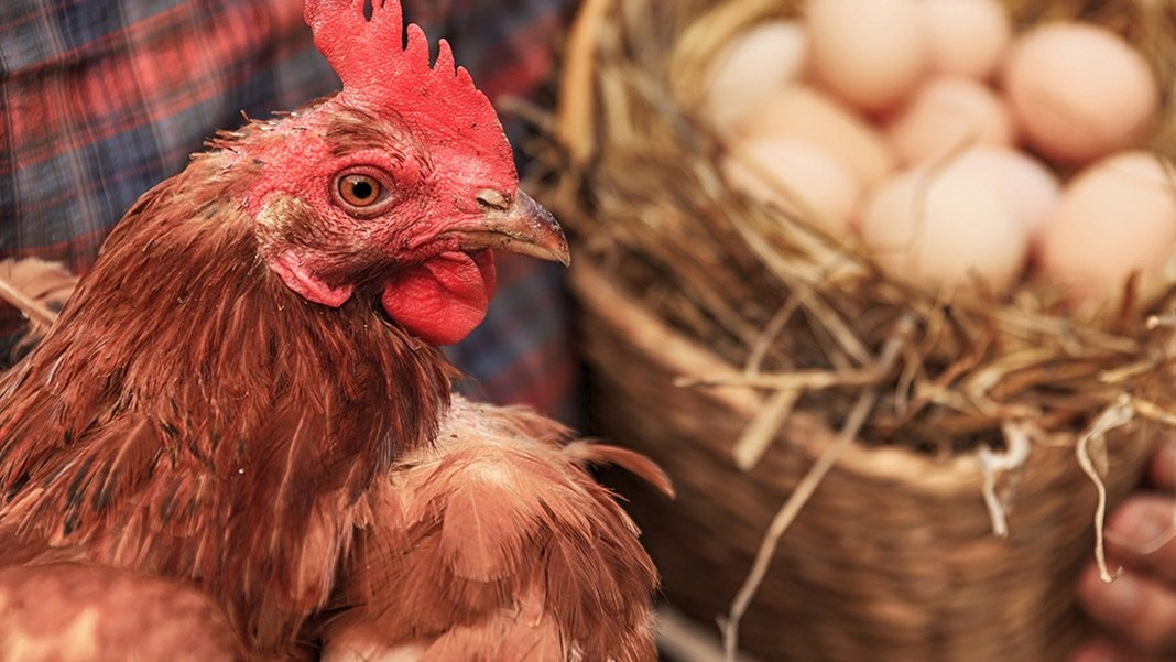 TÜİK açıkladı: Tavuk eti üretiminde rekor artış, yumurta üretiminde sert düşüş