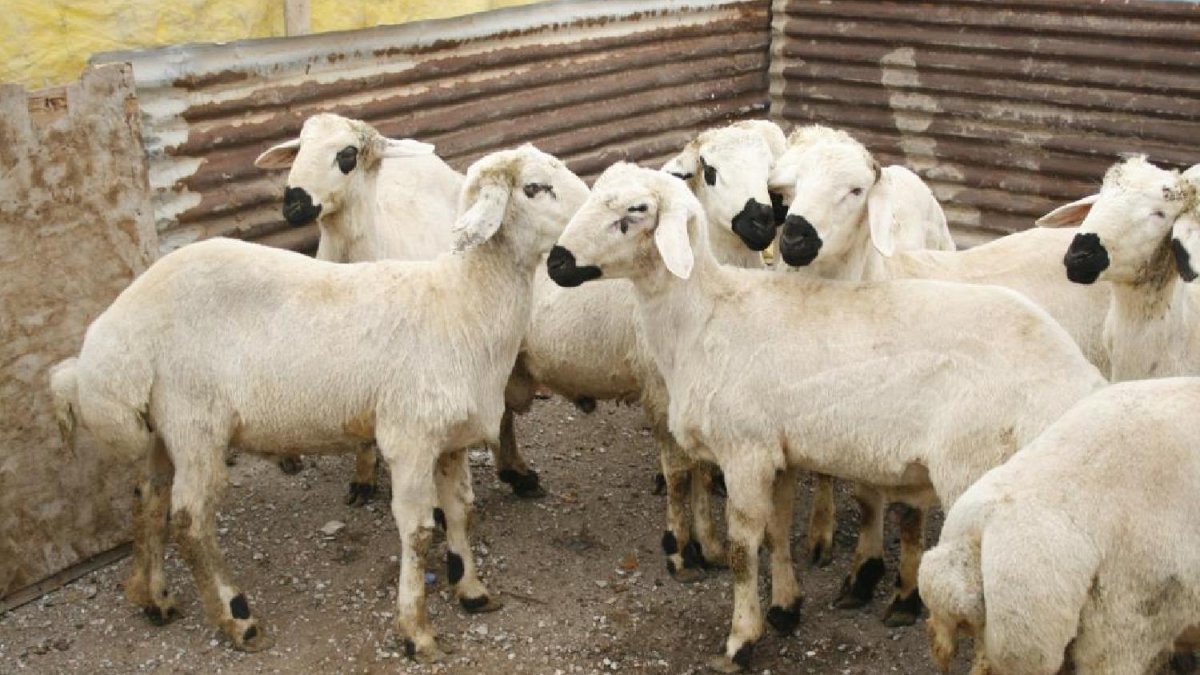 Kurban Bayramı öncesi kurbanlık fiyatlarında artış: 3 milyon küçükbaş satışta