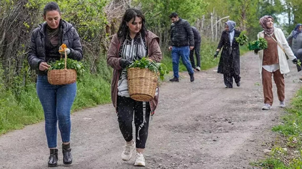 Herkes ‘Gulik’ ismiyle biliyor, doğada kendi kendine yetişiyor! Tezgahta bulan kilo kilo alıyor