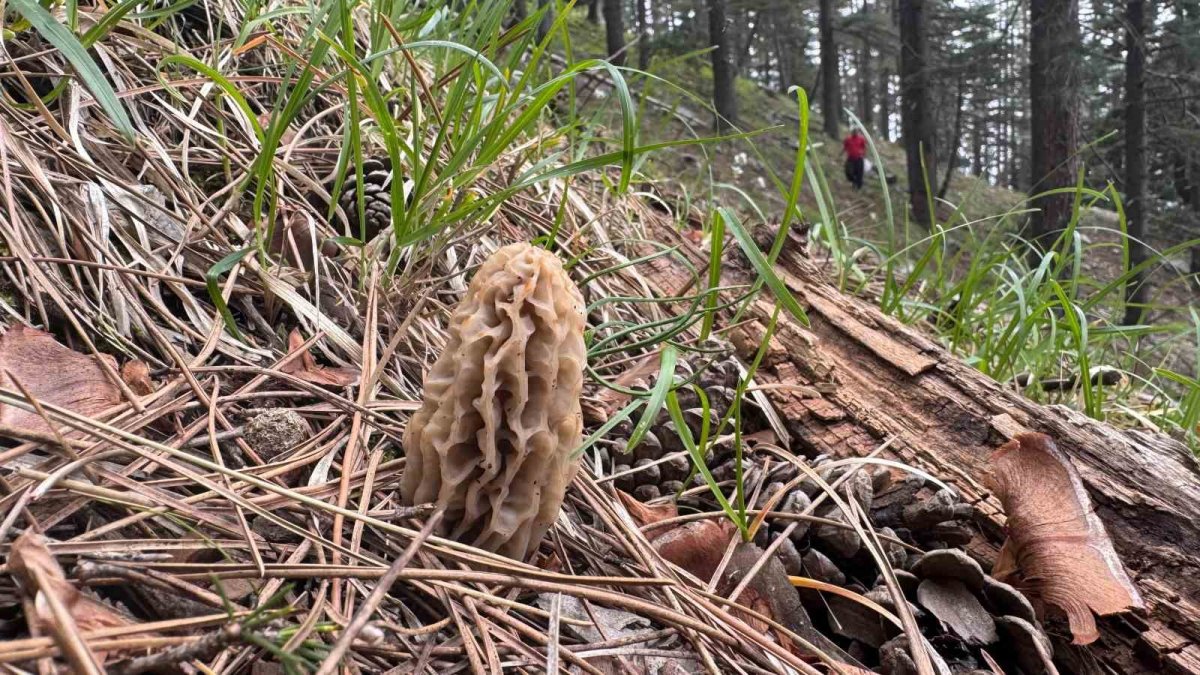 Pazarda el yakıyor! Yetiştirmek için hiç çaba sarf etmiyorlar! Doğada kendi kendine yetişiyor: Kilo fiyatı 1000 TL'yi geçiyor