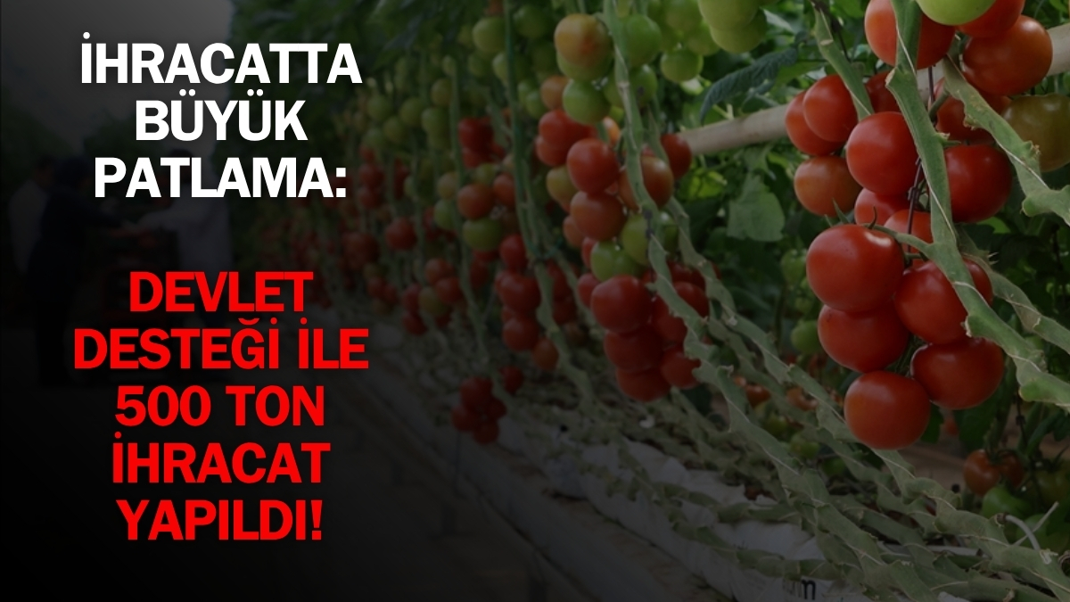 95 milyon liralık devlet yatırımıyla hayata geçirildi, ekonomiye katkı sağladı! 500 ton domates Avrupa pazarına ihraç edildi