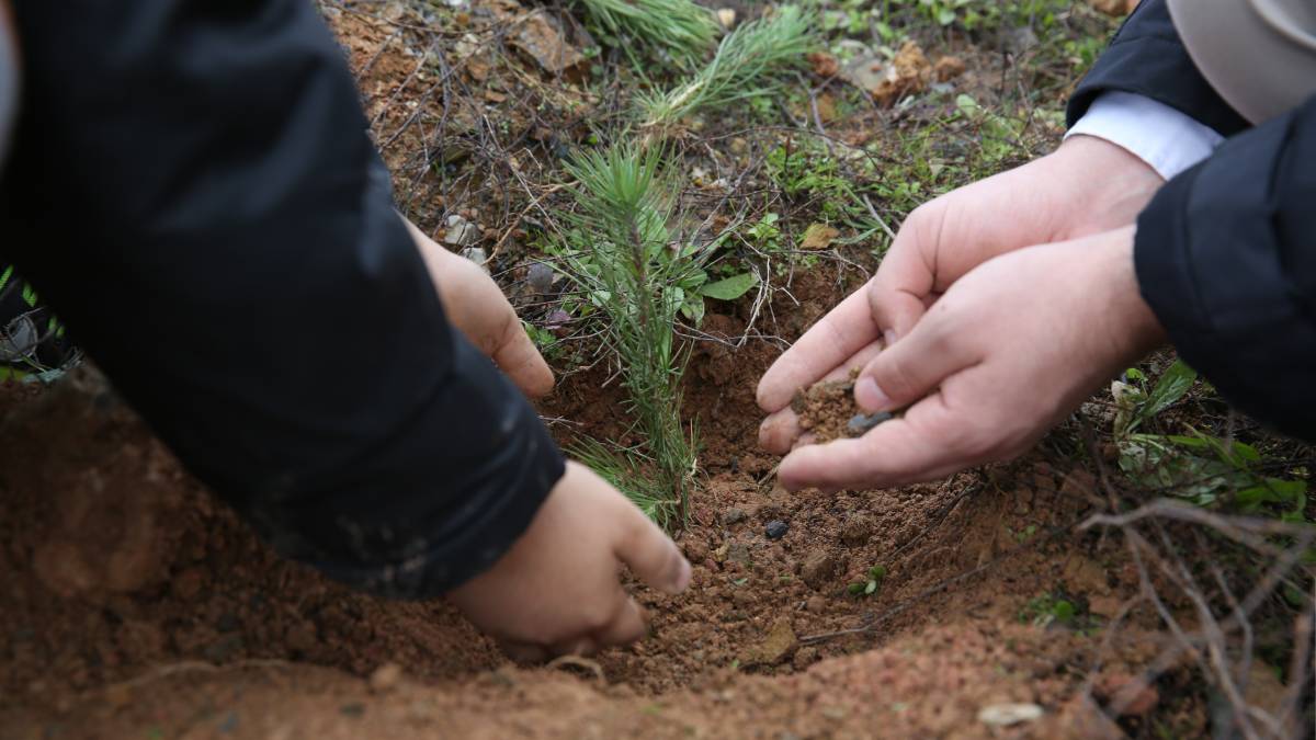 İHH yetimler için 160 bin fidan dikti