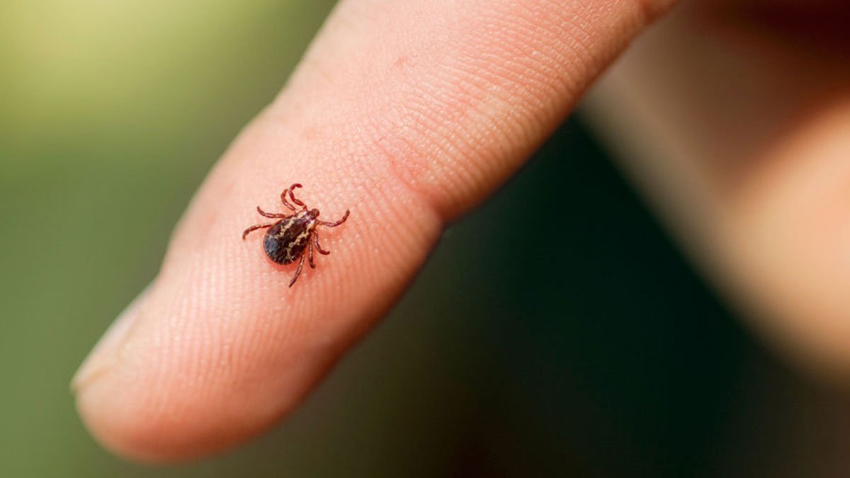Yaz sıcaklarıyla birlikte kene vakaları arttı: Nisan’dan bu yana 8 vaka, 1 can kaybı