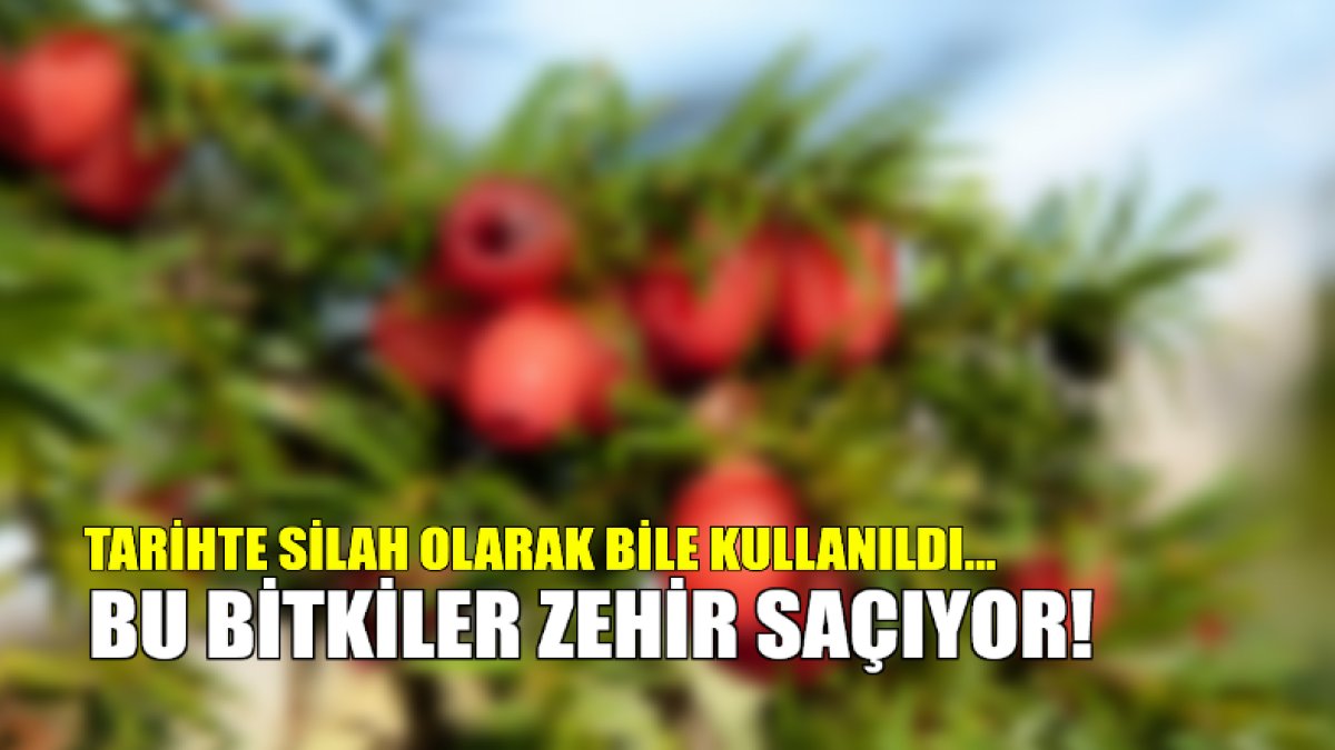 Bu bitkiler şifalı değil zehirli! Tarihte silah olarak bile kullanıldı: Vücuda çok büyük zararları var