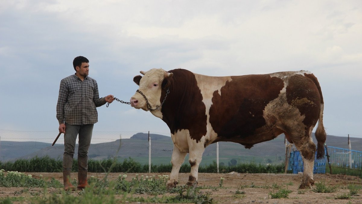 Kurban Bayramı yaklaştı, kurbanlıklar pazara indi! Bu boğanın ise ağırlığı 1 ton 250 kilogram: Fiyatını duyan kaçıyor
