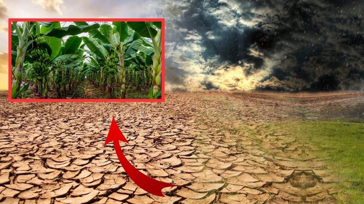 İklim değişikliğinin en acı tablosu! O meyveye veda etmeye hazır olun: Birkaç yıl içinde yok olması bekleniyor…