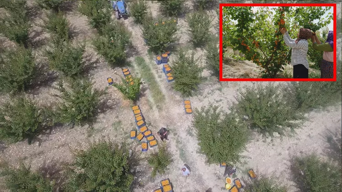 Avrupa Mersin'e kilitlendi! Dalından 50 TL’ye satılıyor, ihracat rekoru kırıyor: Dünyanın  dört bir yanına gönderiliyor