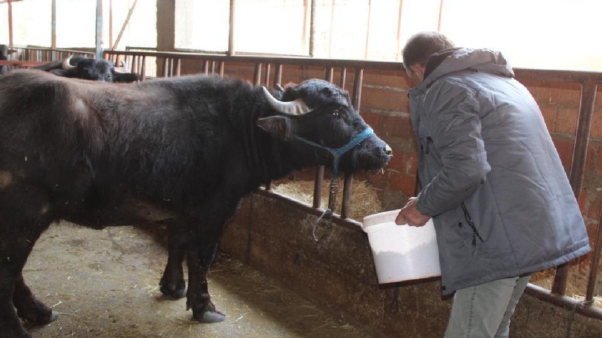 Bu inekler süt değil servet akıtıyor! Kilosu 1000 TL’den satılıyor, hem fazla protein hem de kalsiyum içeriyor