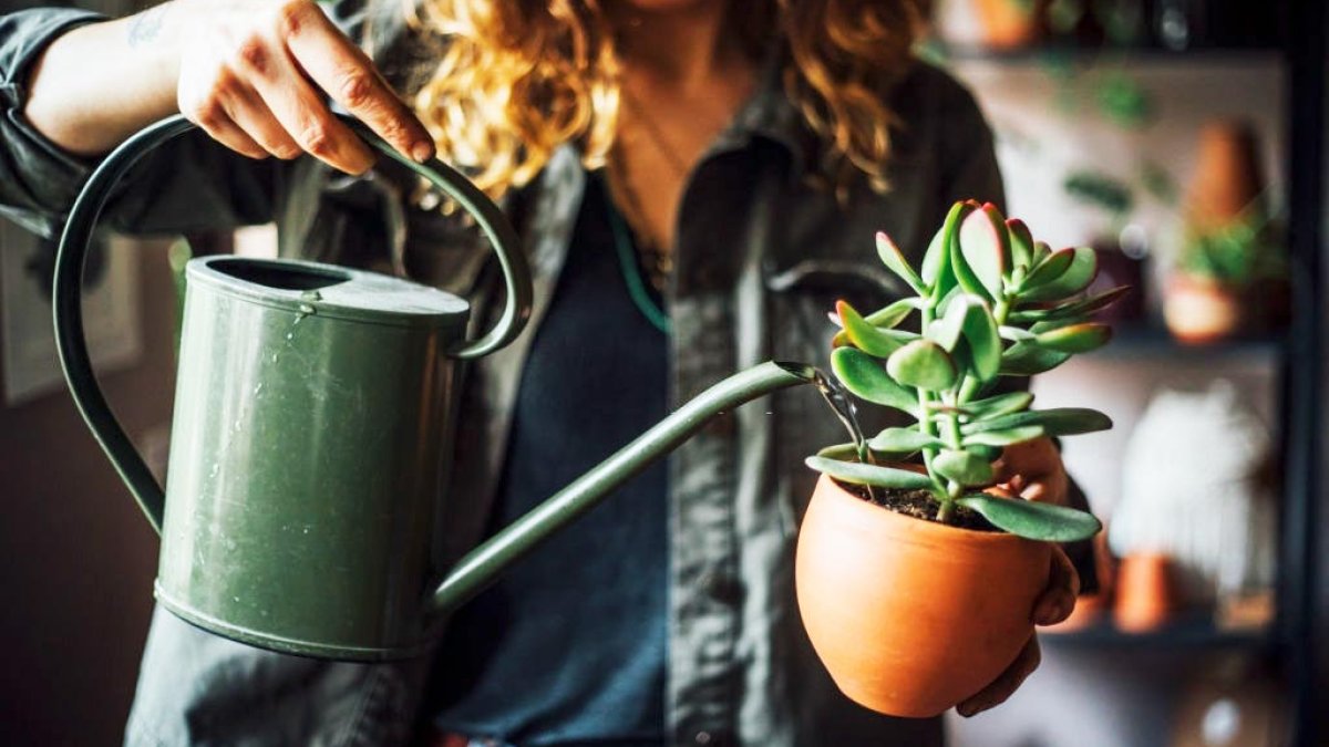 Kokusu rahatsız ediyor ama etkisi şaşırtıyor! Bu doğal malzeme çiçekleri coşturuyor