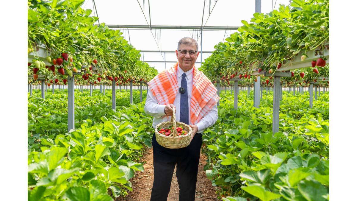 Dikili’de toprak suyla buluştu, üretici bayram sevinci yaşadı