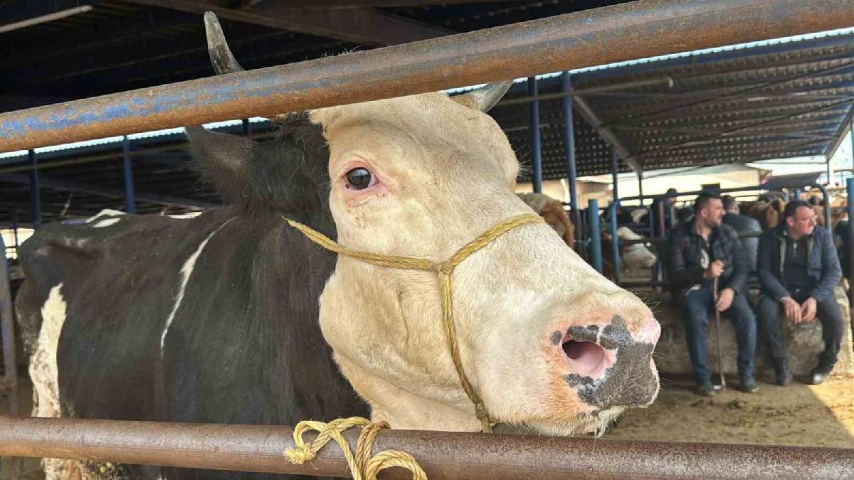 Kurbanlıkta uygun fiyat yarışı başladı! Herkes buraya akın ediyor: Fiyatlar alıcıları sevindiriyor!