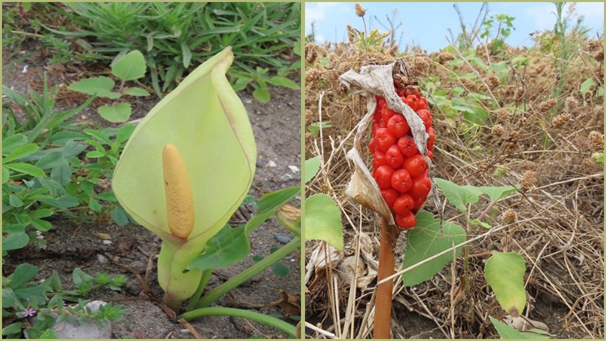 Eşi benzeri olmayan miras Hatay’da! Başka hiçbir yerde görmek mümkün değil: Herkes şimdi bu türü konuşuyor