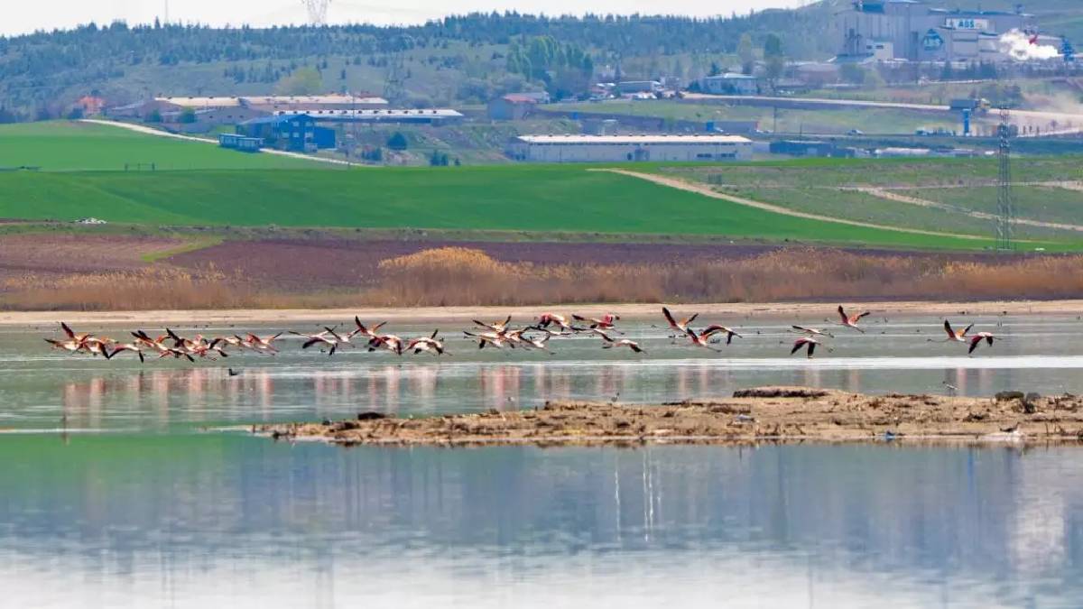 Sadece Ankaralılar değil flamingolar da oraya akın ediyor! Göç başladı, göl şenlendi: Görsel şölen mest etti