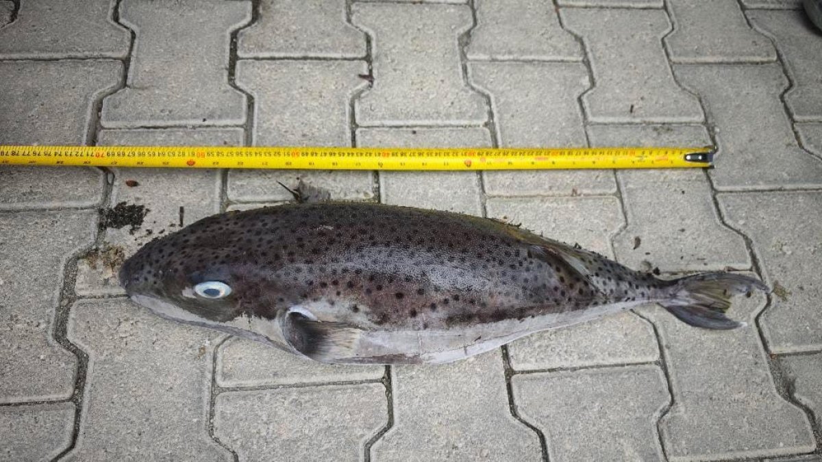 Datça'da kıyıya vurdu En tehlikeli balıklardan biri: Bugüne kadar görünenin en büyüğü