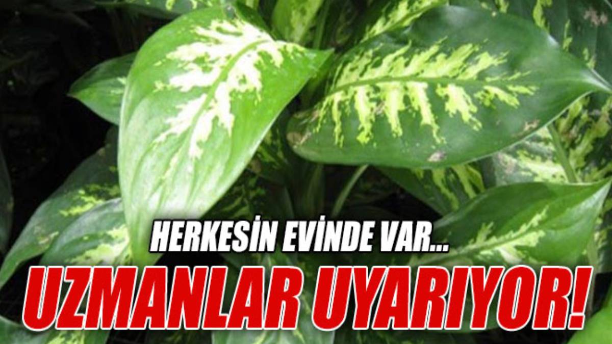 Sosyal medyada viral oldu: "Bu çiçek yüzünden zehirlendim!" Evinde bu çiçek olanlar dikkat
