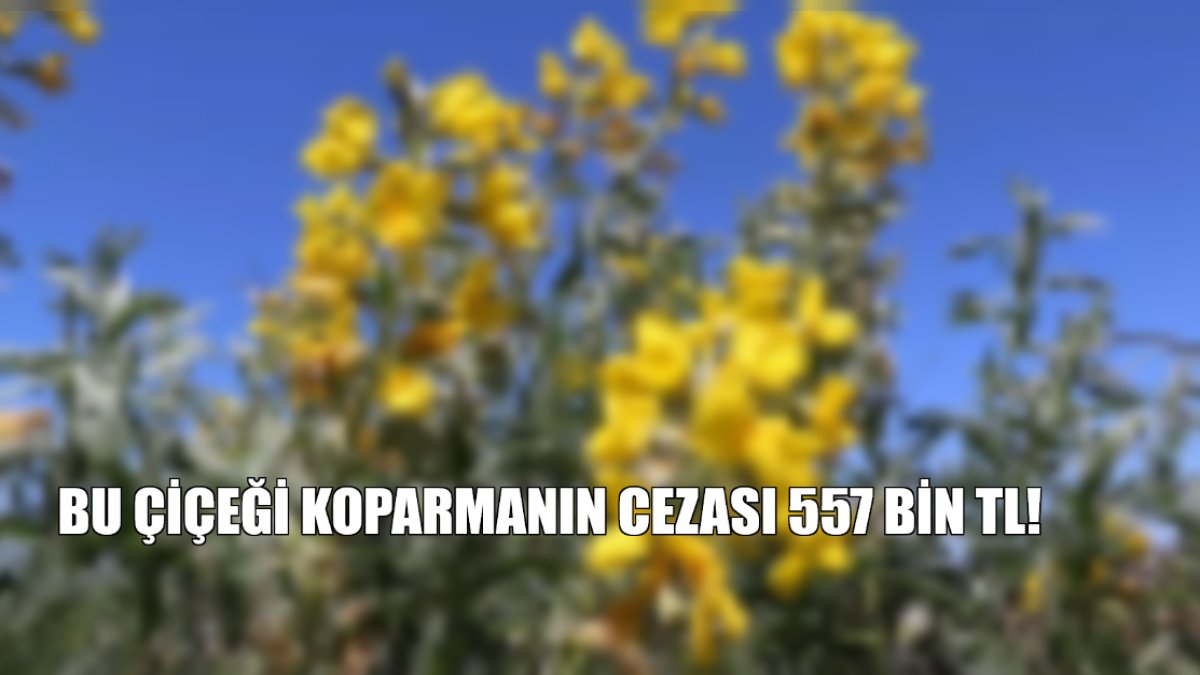 Bu çiçekten uzak durun! Koparmanın cezası  557 bin TL! Sadece o ilimizde yetişiyor