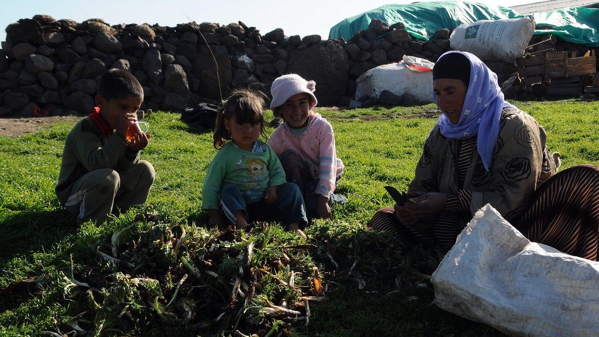 Kendiliğinden yetişiyor, hiçbir emek istemiyor! Sepetini alan dağlara koştu, aşçılar onun lezzetinden vazgeçiyor