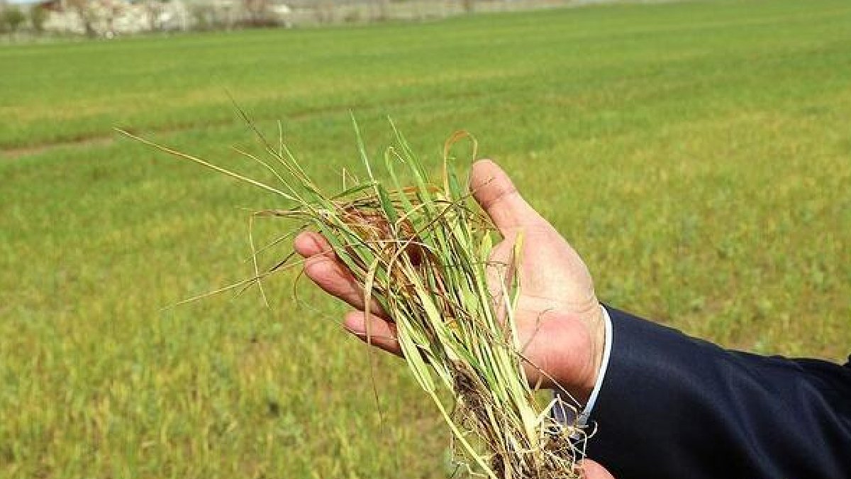Kuraklık ve don tarımı vurdu: Ürün kayıpları yüzde 100'e ulaştı