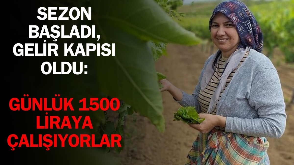 Toplama zamanı geldi, işçiler mesaiye başladı! Günlük 1500 liraya çalışıyorlar, aile ekonomisine katkı sağlıyorlar