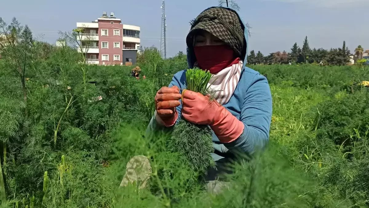 Türkiye’nin üretim merkezinde mesai başladı! Sabahın erken saatlerinde başlıyor, günlük 1000 TL kazandırıyor