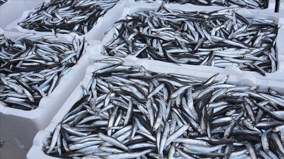 Hamsiyle Avrupa’yı fethettik! Türkiye’den 4 ayda milyon dolarlık ihracat