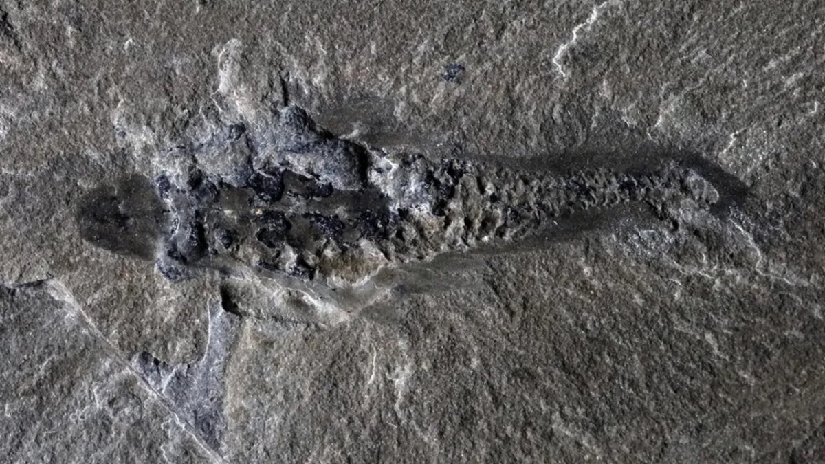 İnsan parmağı büyüklüğünde! O canlı tam 500 milyon yıl önce bu topraklardaymış: 3 gözlü deniz canlısı türü keşfedildi