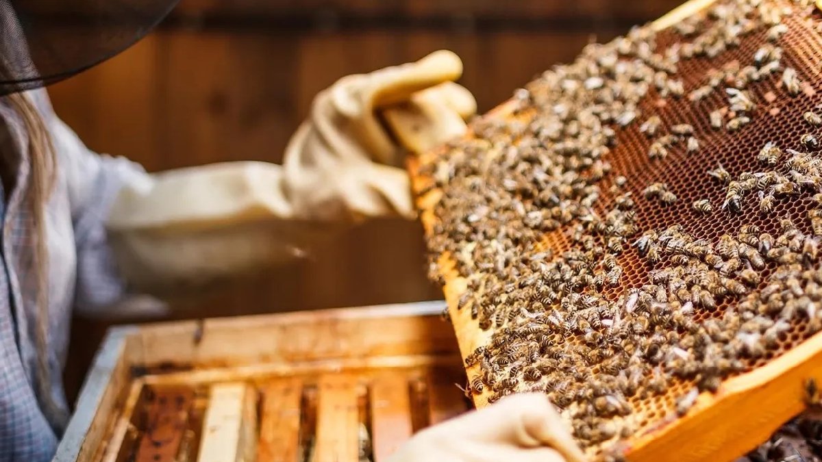 Zirai don arıcılığı da vurdu: Bal verimi yüzde 50 azaldı