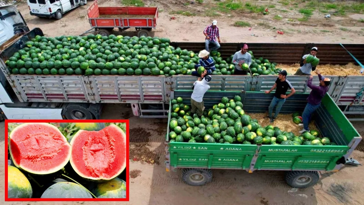 Üretim bol, fiyatı rekor! Tarladan 7 liraya alınıyor, tezgahta 40 liraya satılıyor: Yaz meyvesi lüks meyvesi oldu