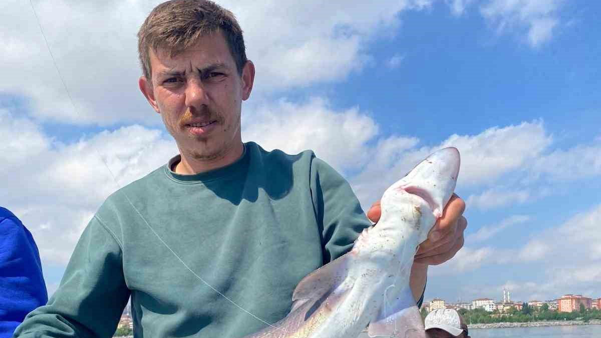 'Jaws Geliyor' dedi, gerçek oldu: İstanbul'da oltaya köpek balığı takıldı