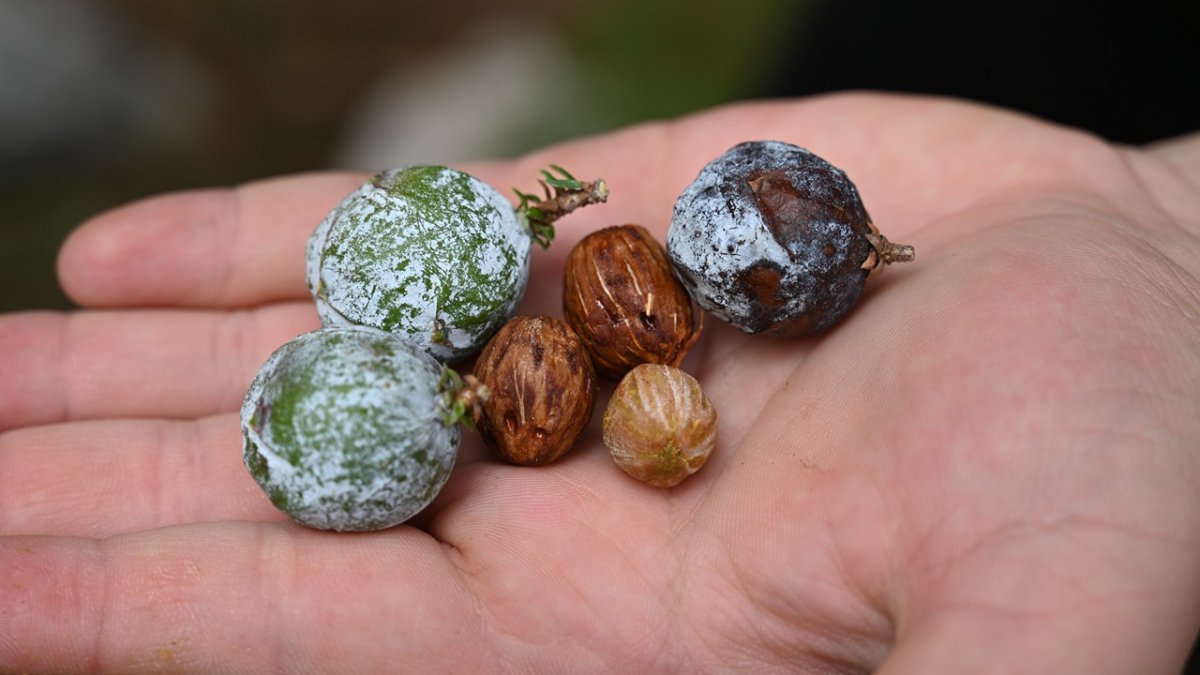 Günde 5 tane üretiyor, ayda 135 bin TL kazanıyor! Yoğun İlgi görüyor, ancak çırak bulamıyor