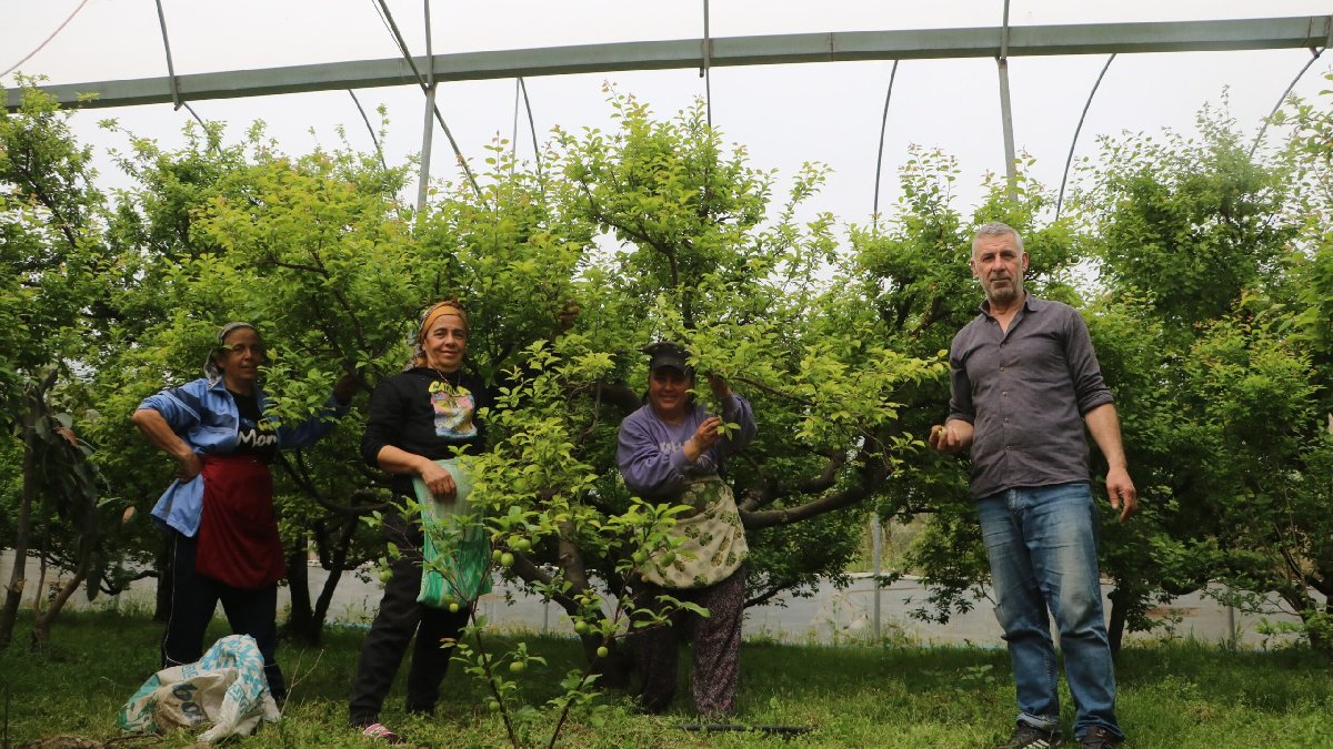 Mart ayında başladı, 320 ağaçtan topluyor! Kilosu 500 TL’den satılıyor, İngiltere, Almanya… Kasa kasa gönderiliyor